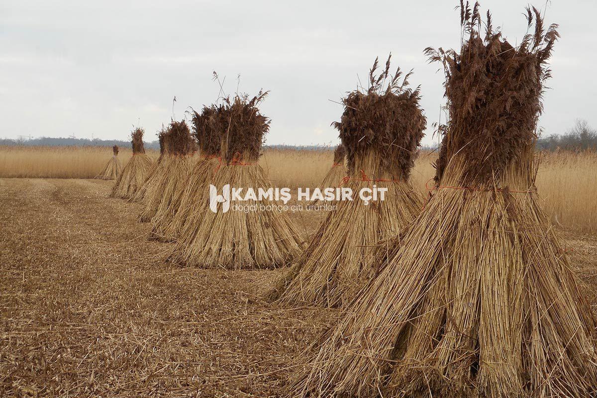 Kamış Nedir