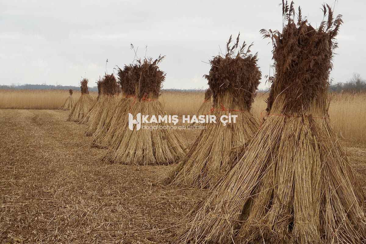 Kamış Nedir