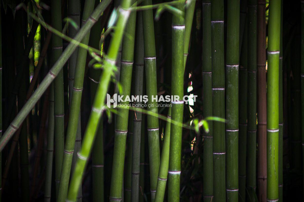 Bambu Nedir